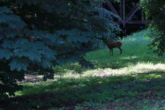 IMG_3942