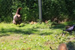IMG_3975